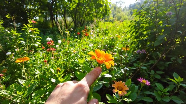 Discover effortless plant care and identification with Plant Me